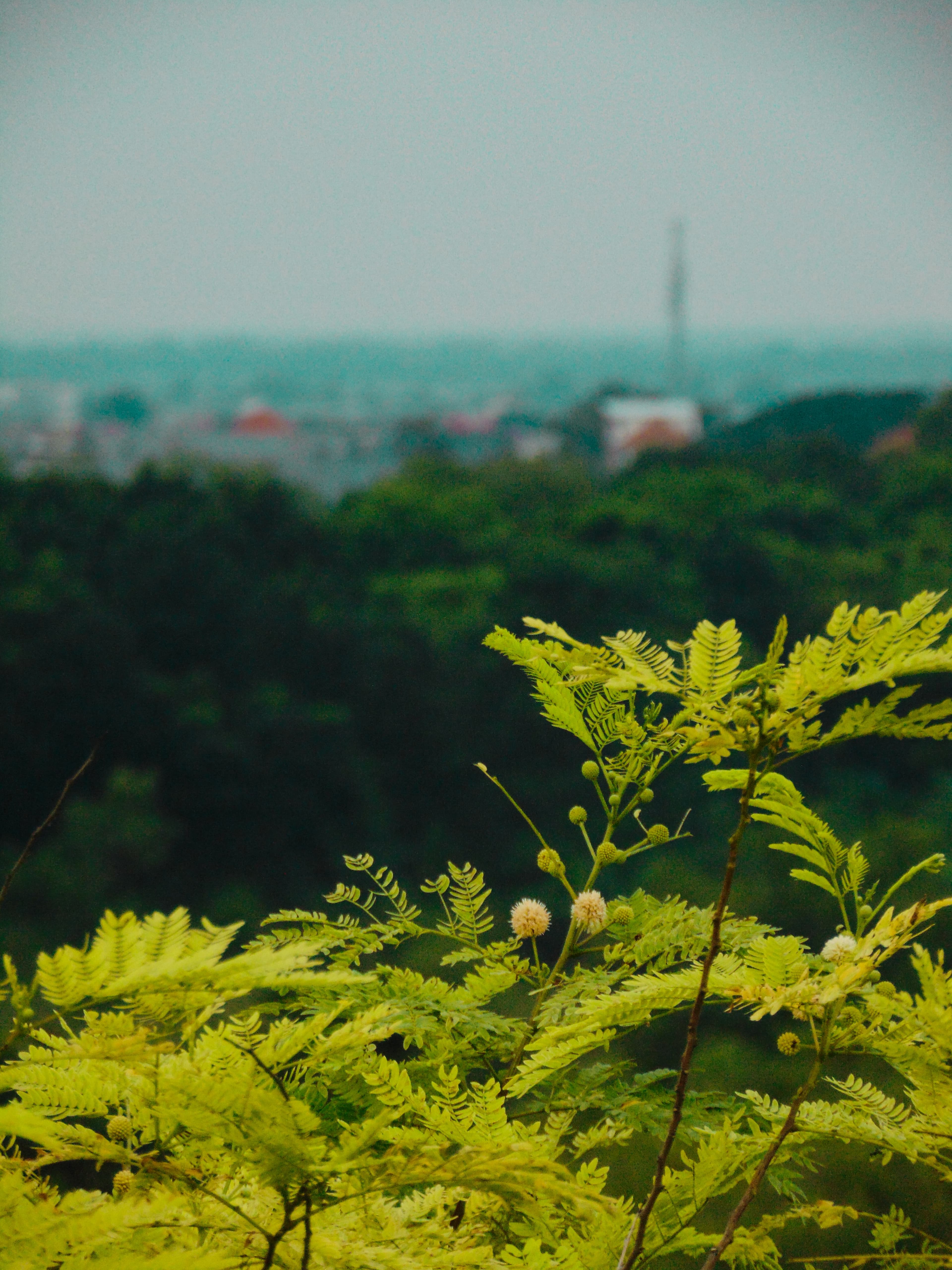 A picture of natural view in Gresik